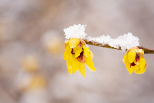 臘梅落雪