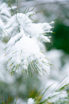 雪景