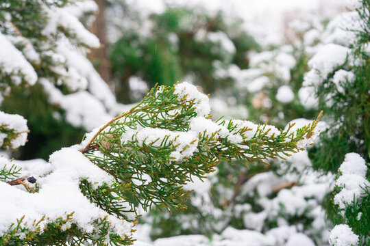 雪景