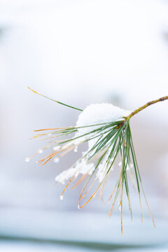 雪景