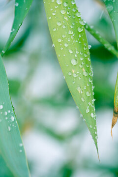 雨季雨水竹叶
