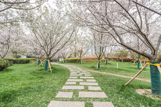 櫻花季南京的玄武湖公園