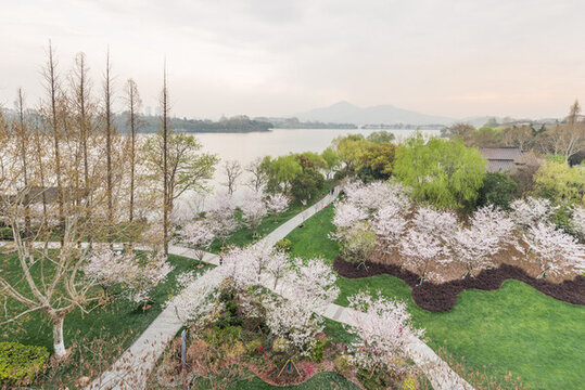櫻花季南京的玄武湖公園