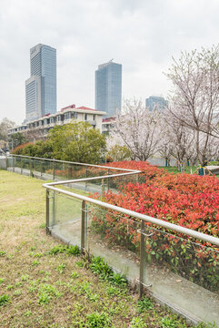 櫻花季中國南京的城市風(fēng)景