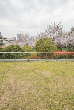 櫻花季中國南京的城市風景