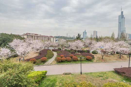 櫻花季中國南京的城市風(fēng)景