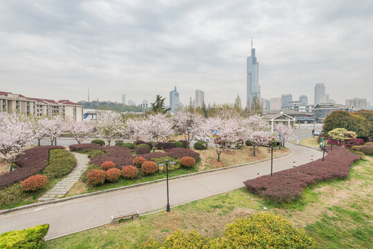 櫻花季中國南京的城市風(fēng)景