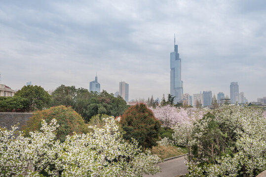櫻花季中國南京的城市風(fēng)景