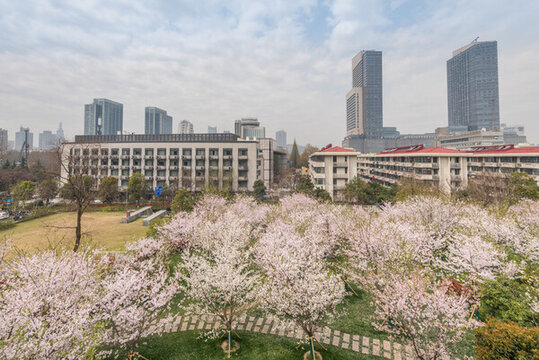 櫻花季中國南京的城市風(fēng)景
