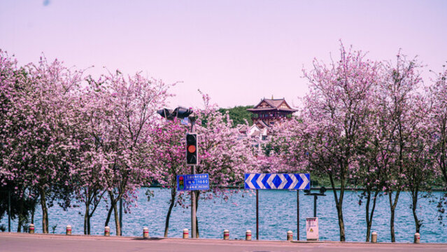 櫻花路口