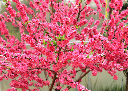 桃花素材
