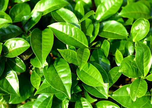 綠色茶葉