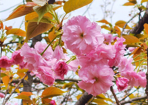 櫻花盛開(kāi)