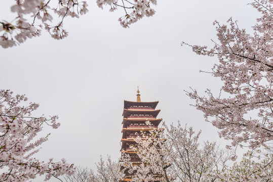 南京牛首山的櫻花和古建筑