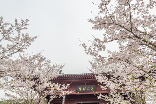 南京牛首山的櫻花和古建筑