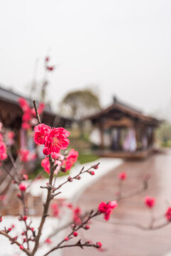 南京牛首山的梅花與古建筑