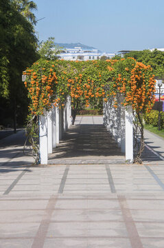 公園花架花廊