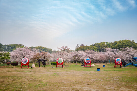 武漢東湖櫻園櫻花