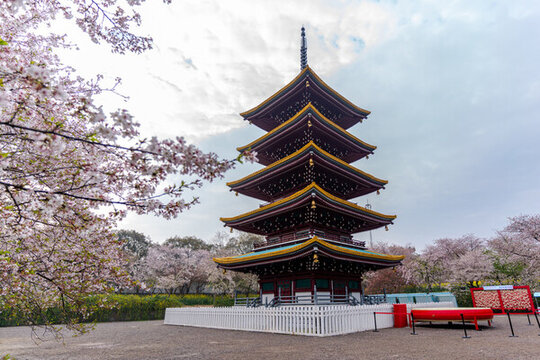 武漢東湖櫻園櫻花