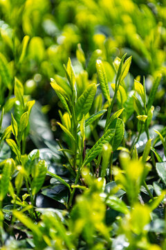 春天茶葉發(fā)芽