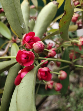 紅色八角花