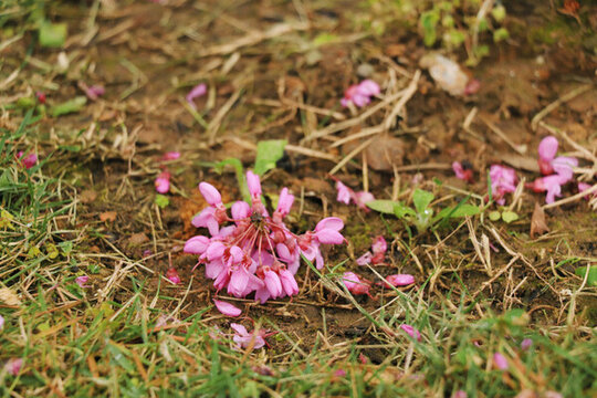 紫荊