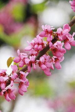 紫荊