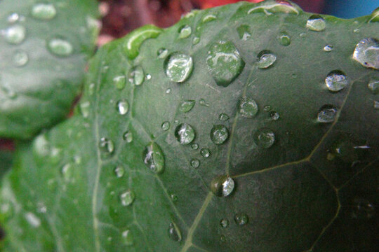 沾著雨滴的青菜葉