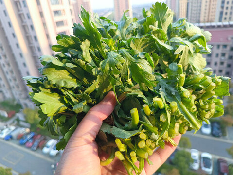 新鮮農(nóng)家蒿菜