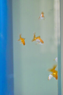 小金魚