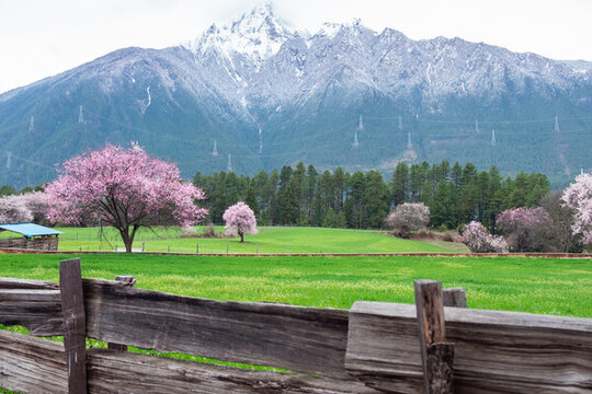西藏旅游林芝桃花