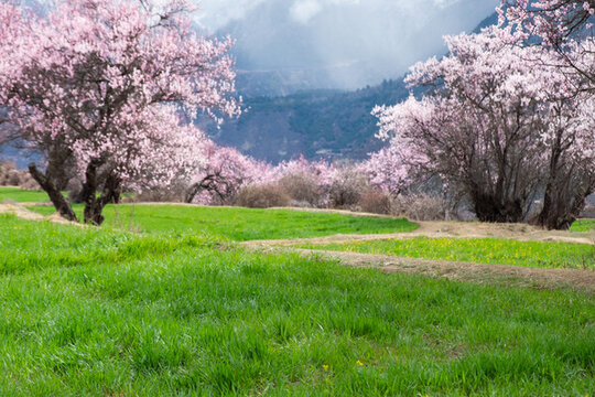 西藏旅游林芝桃花