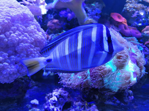海水魚