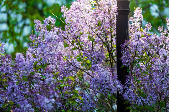 丁香花正開