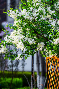 盛開(kāi)的丁香花