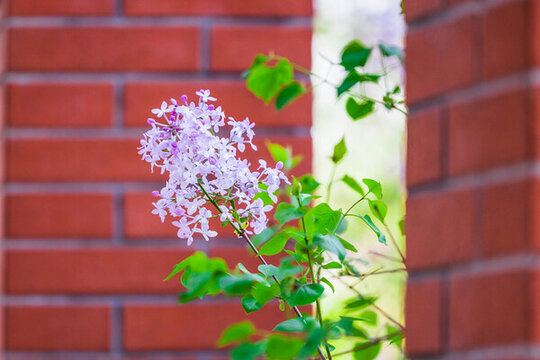盛開的丁香花
