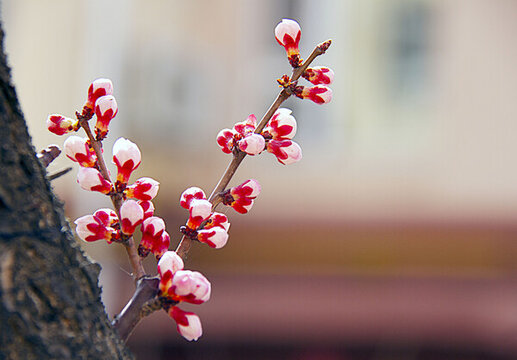 杏花盛開(kāi)爭(zhēng)艷