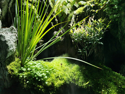 青苔微景觀
