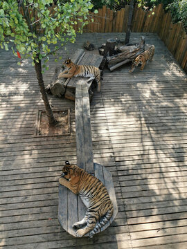 動物園的老虎