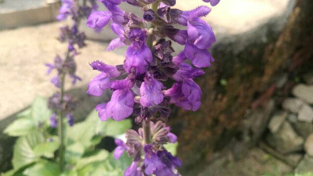 鼠尾草