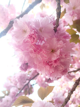 櫻花