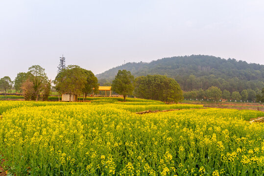 東湖馬鞍山森林公園油菜花花
