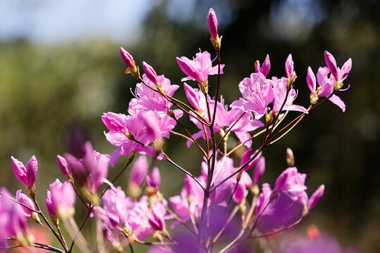 杜鵑花