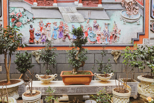 大理張家花園盆栽