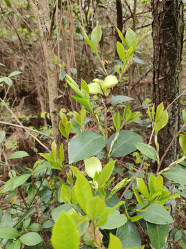 茶苞特寫(xiě)