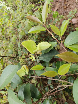 茶樹(shù)茶苞