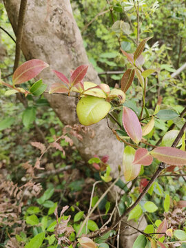 樹(shù)根與茶苞