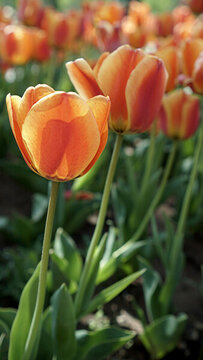郁金香花