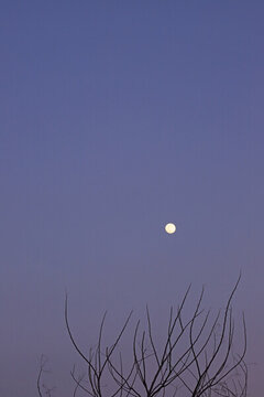 蓝天月亮傍晚路灯飞鸟树枝