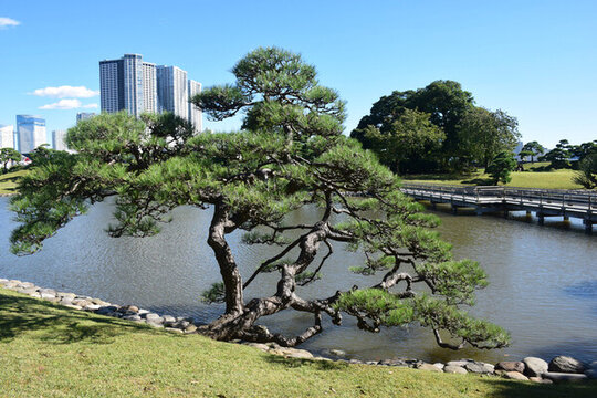 日本東京濱離宮恩賜庭園風(fēng)景